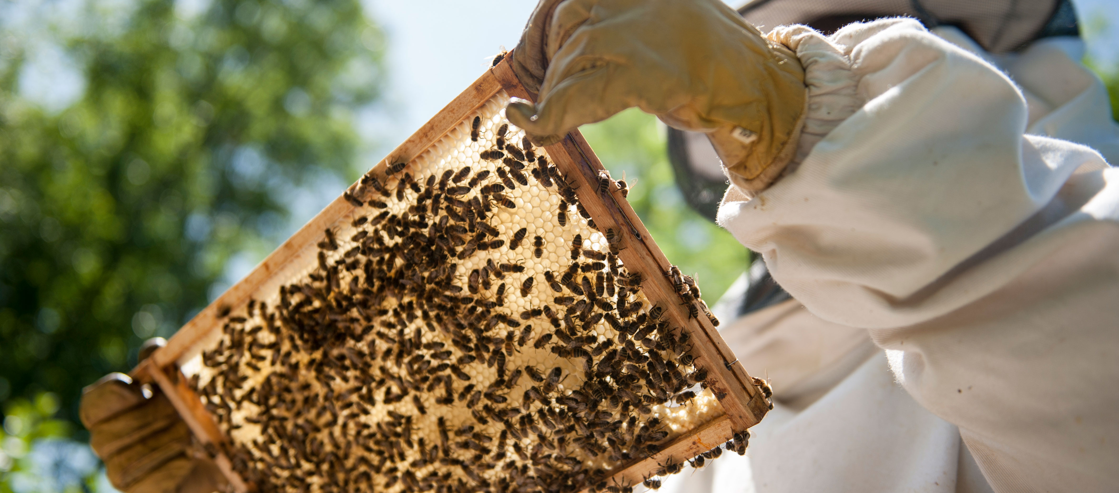 beekeeping