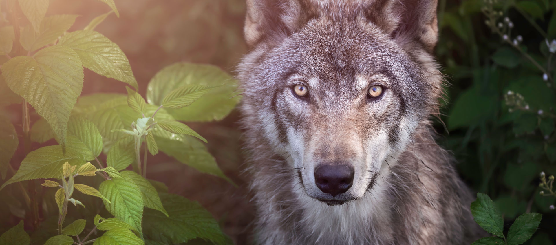 closeup of wolf's face